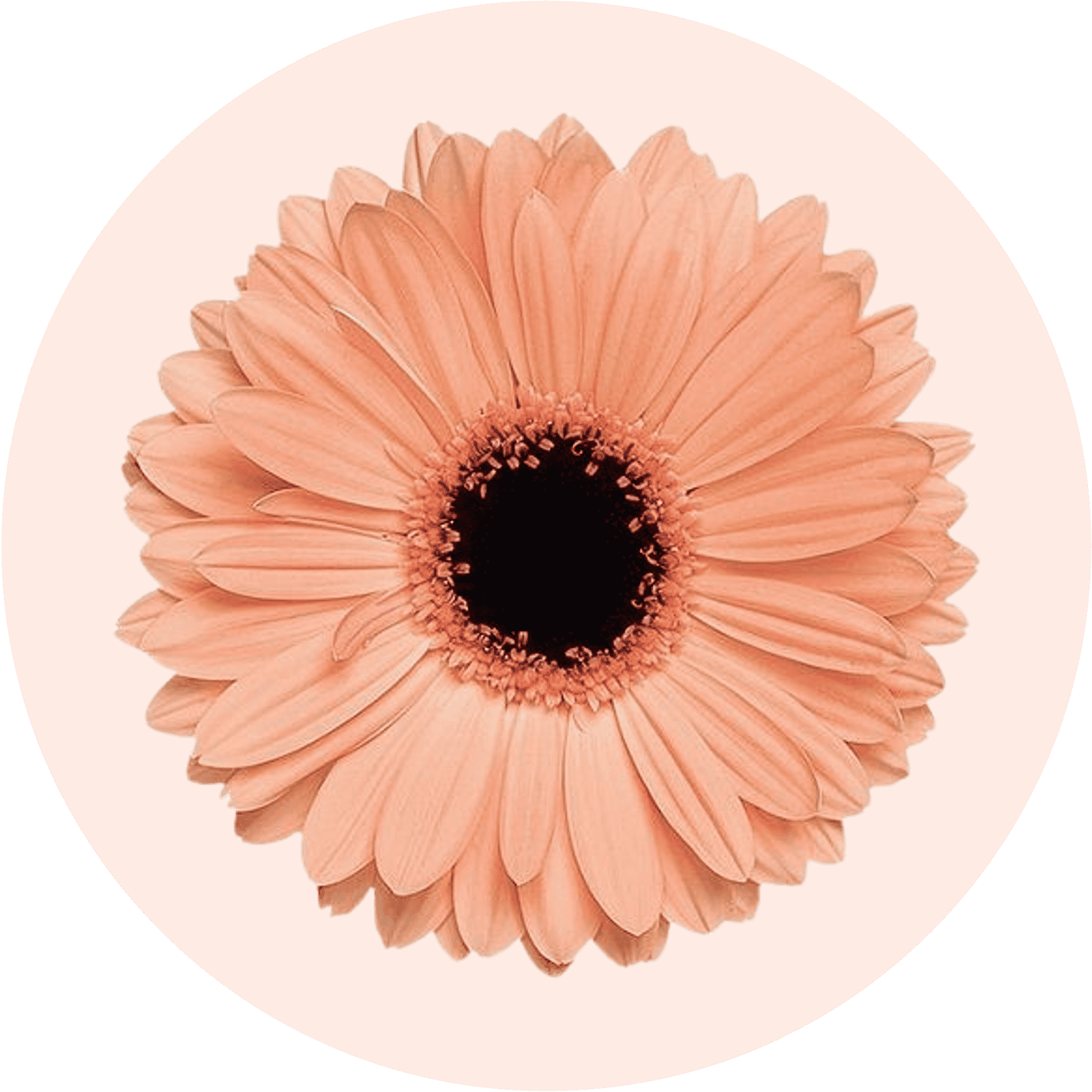 Fleur Cogilog Caisse