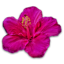 COGILOG IS