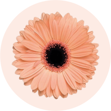 Fleur Cogilog Caisse