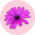 logo cogilog decloyer